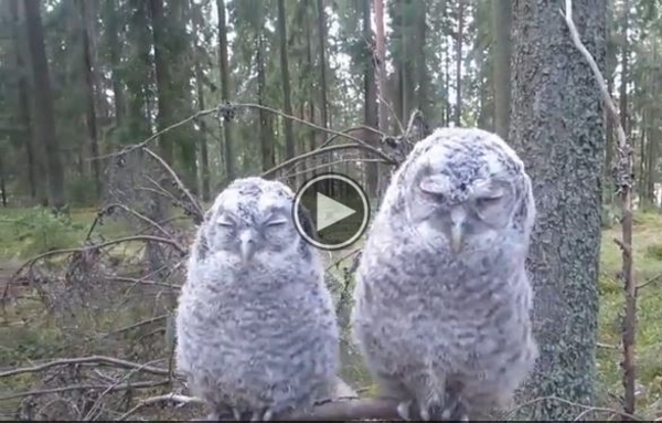 What These Sleepy Owls Do Is Amazing