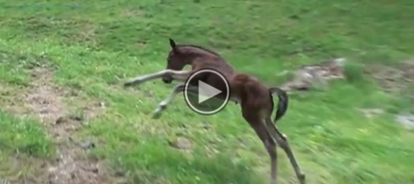 Watch This Baby Horse Play Outside For The First Time.