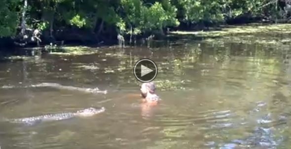 Watch This  Guy In The Water Playing With Alligators.