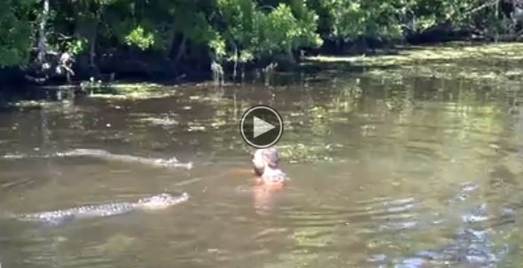 Watch This Guy In The Water Playing With Alligators.