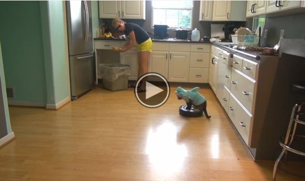 Just Another Cat Wearing A Shark Costume Riding A Roomba Cleaning Floors Video.