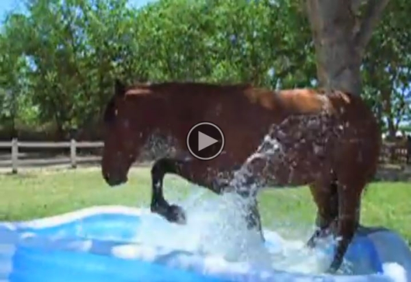 Our Horse Discovered A Kiddie Pool, What He Does Next Is Incredible.