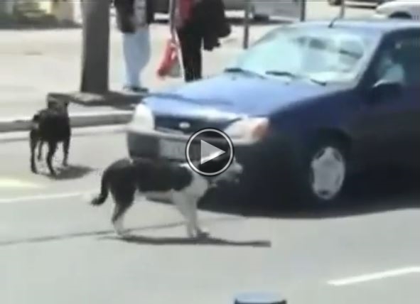 THIS Is Why You Shouldn’t Be Mean To Dogs.