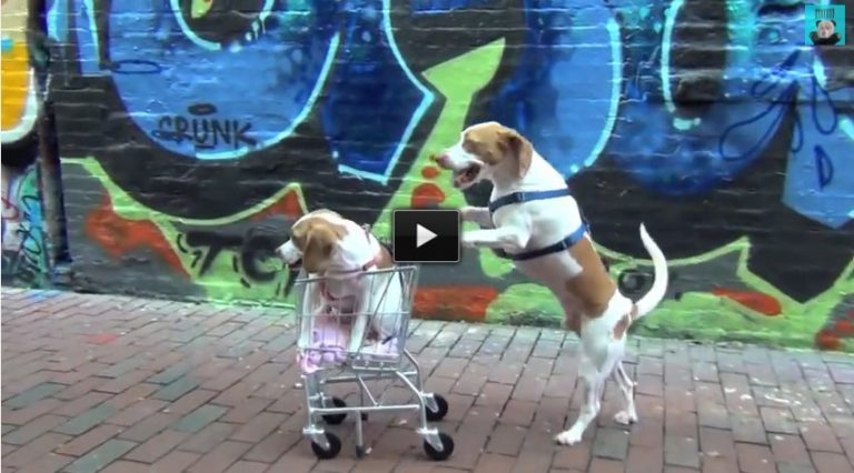 Dog Takes Puppy on Journey in Shopping Cart. This Is Too Cute.
