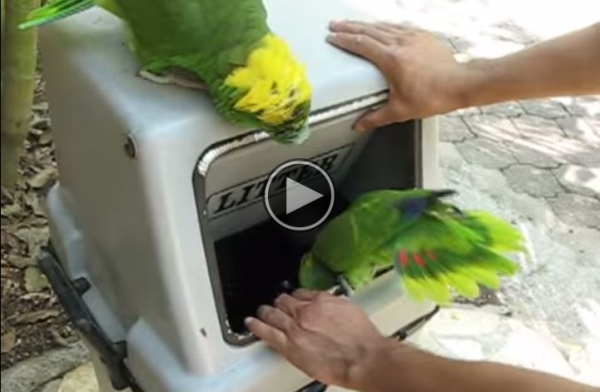 These Parrots Laugh Just Like Humans.
