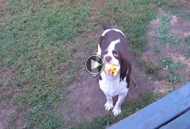 This Dog Plays Fetch, Right? WRONG, He’s BLIND!