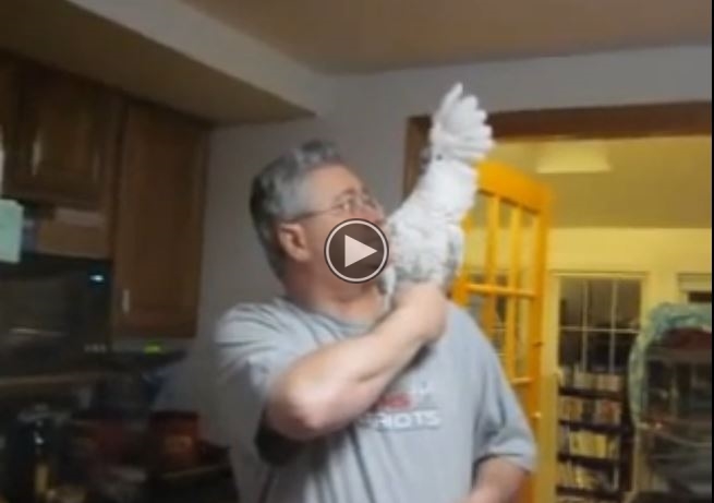 Watch This Cockatoo Have A Temper Tantrum, And Cuss Like A Sailor.