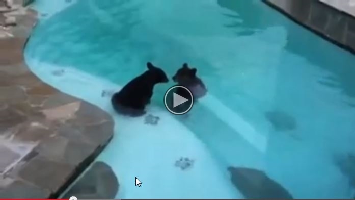 We Were Having A Nice Pool Party, Until A Couple Uninvited Guests Showed Up….