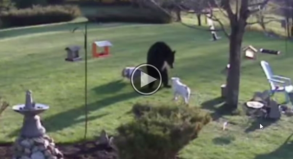 This Bear Was Raiding The Bird Feeder, But 2 Bulldogs Were Not Going To Have That.
