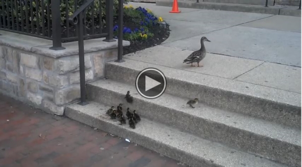 Ducks vs. Stairs – Watch This Cutest Video