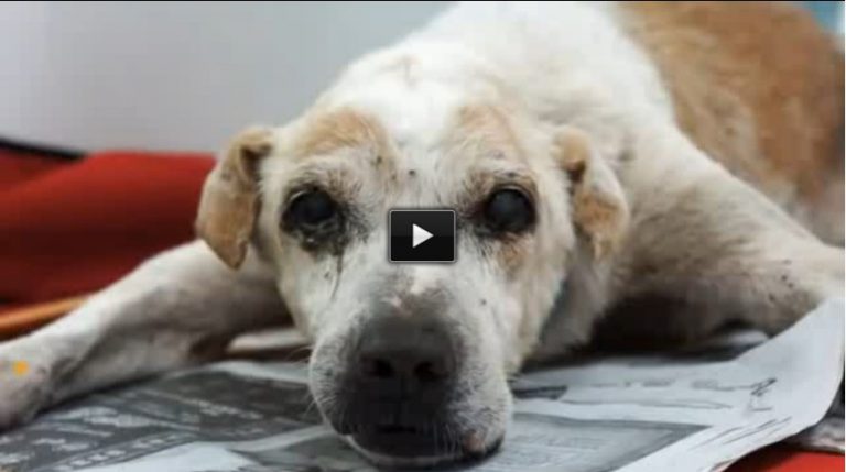 Stray Old Dog Has His Dying Wish Come True. To Be Loved