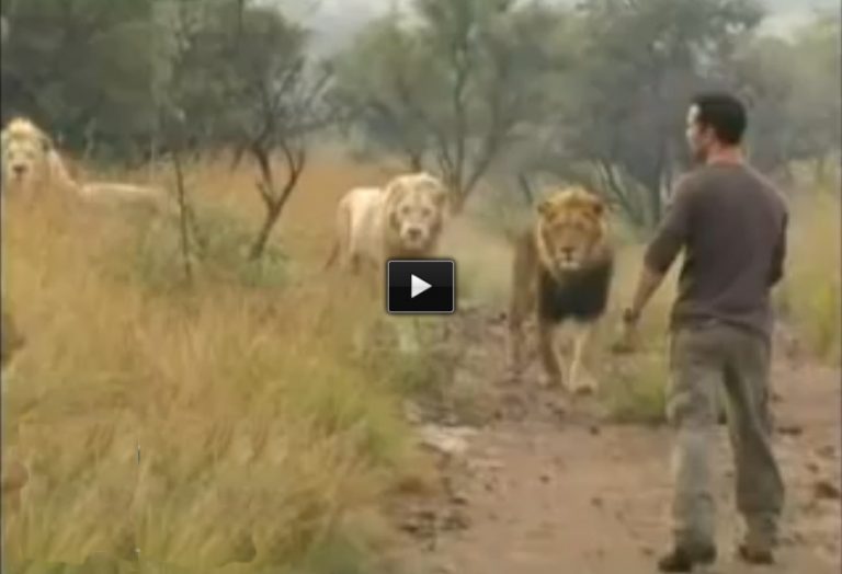 This Man Was Surrounded By 38 Lions. What Happens Next Is Truly Amazing.
