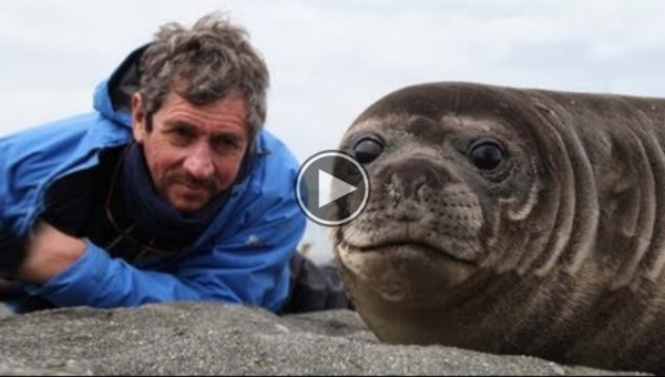 This Photographer Wanted Closeups Of A Baby Seal. What Happened Next Is Amazing