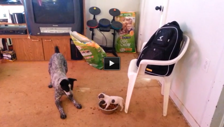 This Tiny Dog Wants ALL The Food…