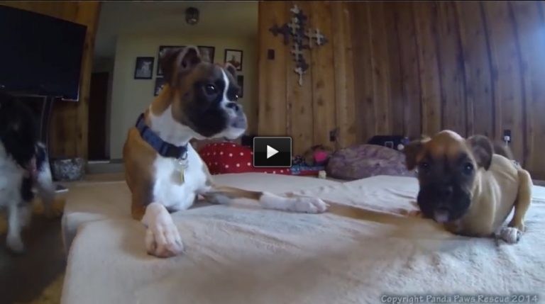 Two Legged Boxers Duncan Lou Who and Annie Playing.