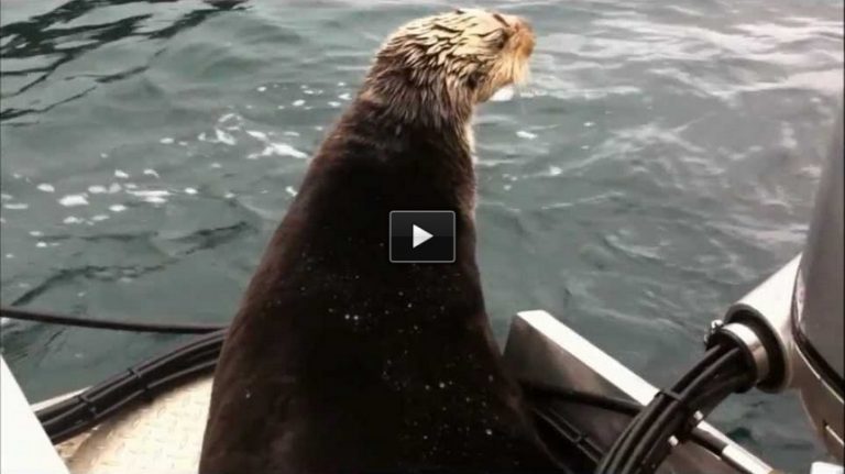 Alaska Killer Whales vs. Witty Otter.