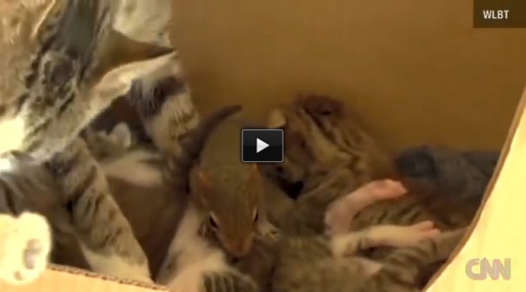 This Squirrel Was Adopted By A Cat. He Purrs Too Like A Cat