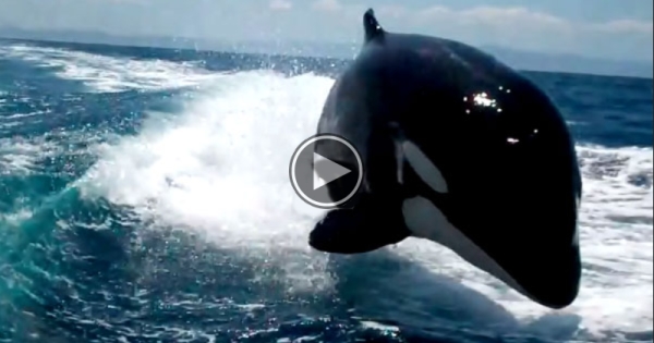 A Pod Of Killer Whales Chase A Speeding Boat..Watch This Amazing Video!