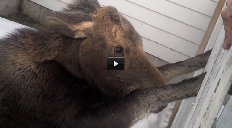 This Baby Moose Was Caught In A Gate. What Happens Next Is Amazing