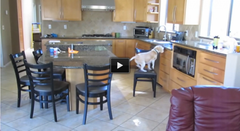 This Beagle Was SOOO Busted On The Nanny Cam. What He Was Caught Doing Is Incredible