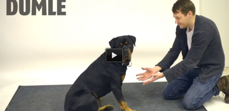 How To Trick A Dog With Magic. This Is So Darn Funny.