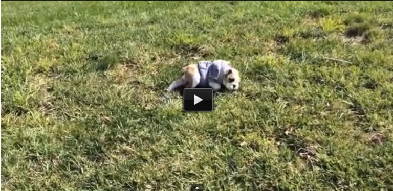 This Is Sophie the Bulldog Puppy. Watch How She Melted The World’s Heart.