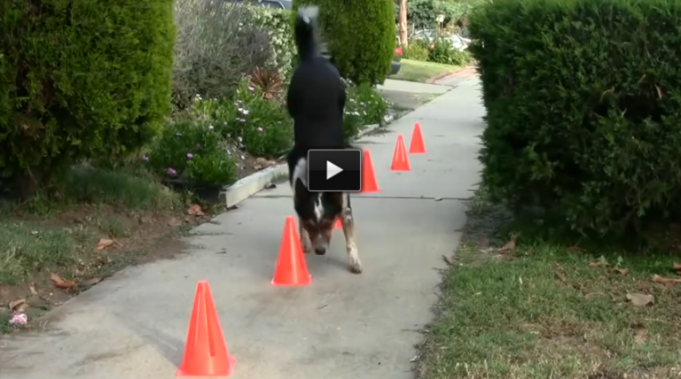 Watch The World’s Smartest Dog.