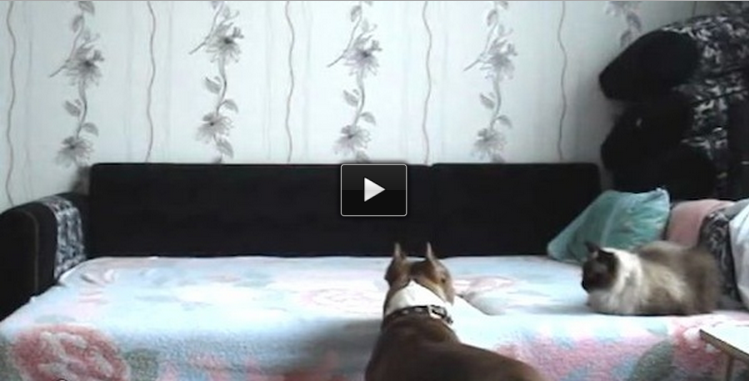 This Dog Is Not Allowed On The Bed. What His Owners Caught Him Doing On Camera Is Amazing!