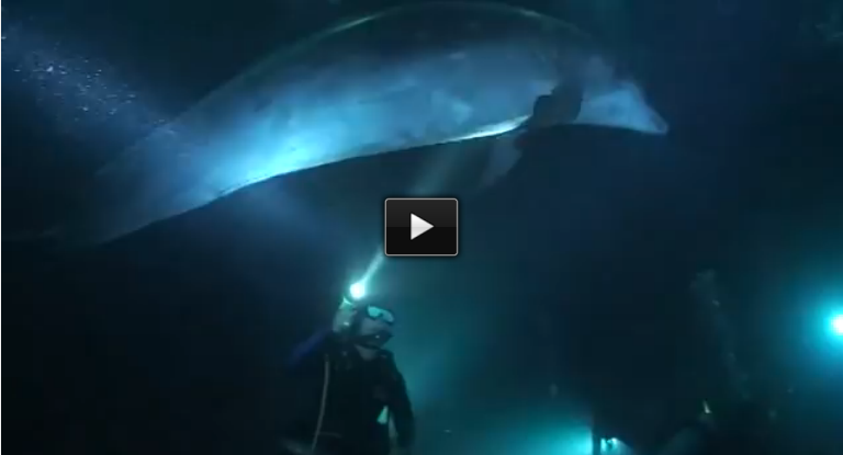 An Injured Dolphin Approaches this Diver for Help. What Happened Next In Incredible