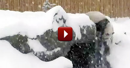 Giant Panda Sees Snow for One of the First Times. His reaction is PRICELESS!