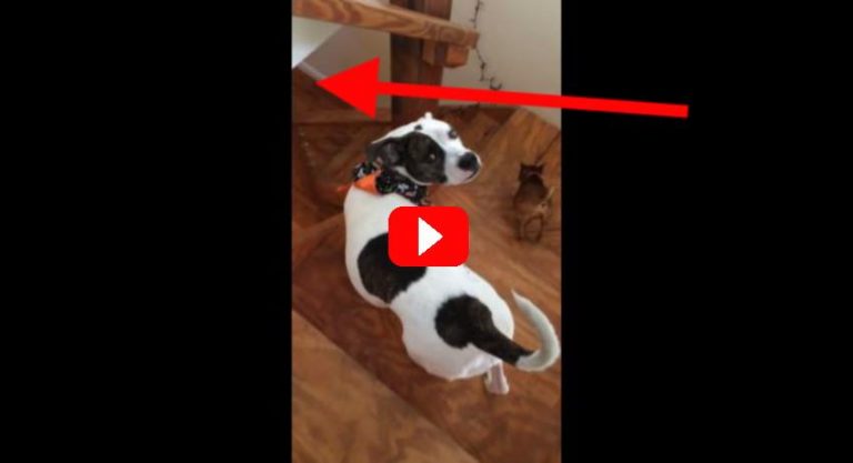 There Are No Words To Describe Why These Dogs Are So Confused.
