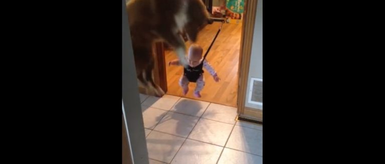 The Cutest Video In Which This Baby’s Dog Is Teaching Her How To Jump.