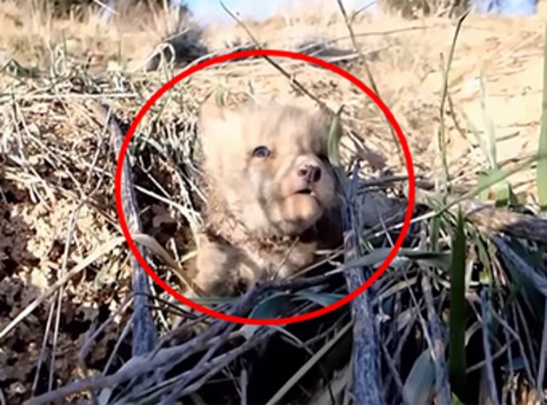 This Couple Try To Save Life Of A Dying Baby Fox