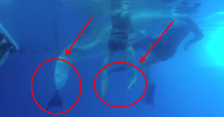 There’s A Pain This Boy And Dolphin Share. But When They Swim It Doesn’t Matter Anymore