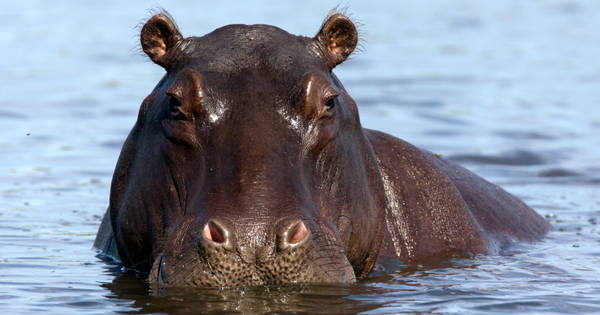 Once You Realize How Terrible Nature Really Is, You’ll Never Go To A Zoo Again