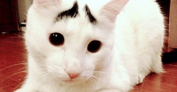 14 Glorious And Adorable Pets Who Got Super Famous On Instagram