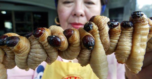 10 Edible Bugs People Around The World Swear Are Delicious