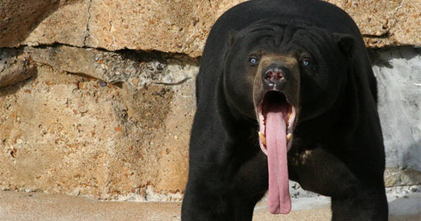 These 19 Animals Cannot Believe What You Just Did. They Can’t Even!