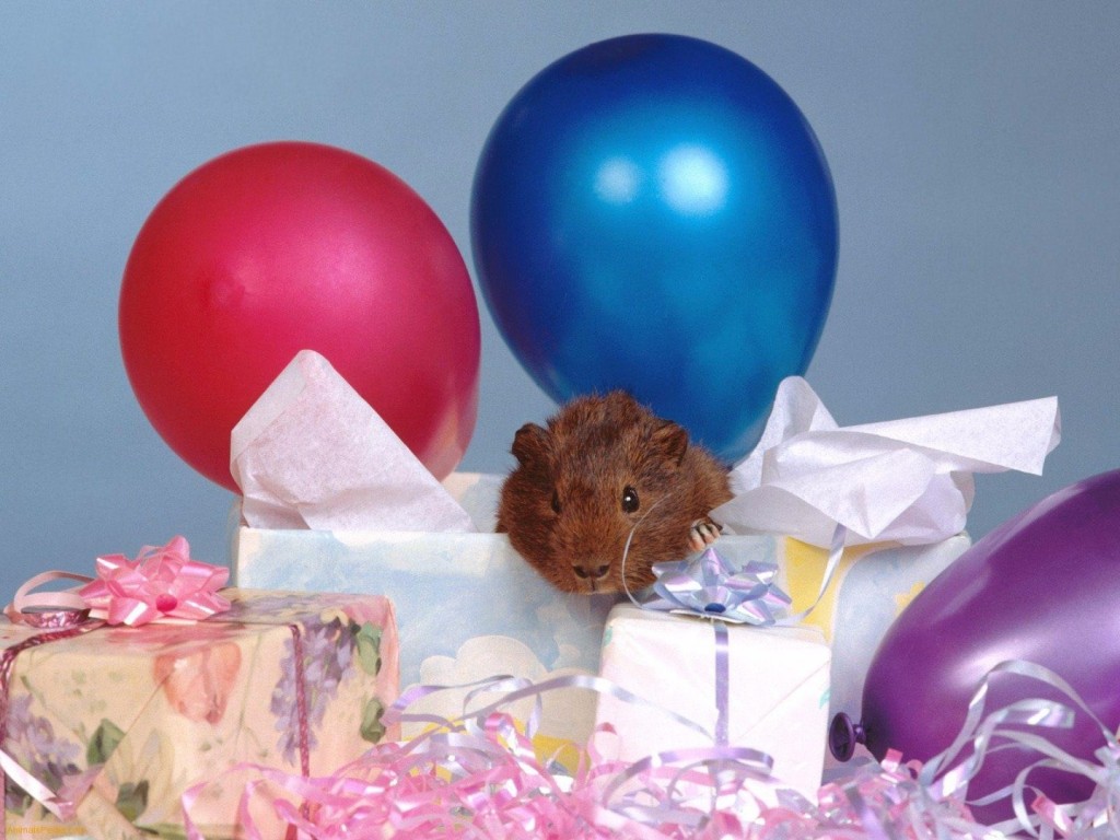 15 Cute Animals Who Are Having Better Birthdays Than You