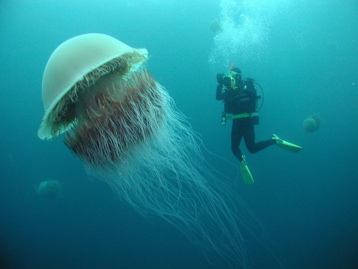 Are There Giants in the Animal Kingdom?