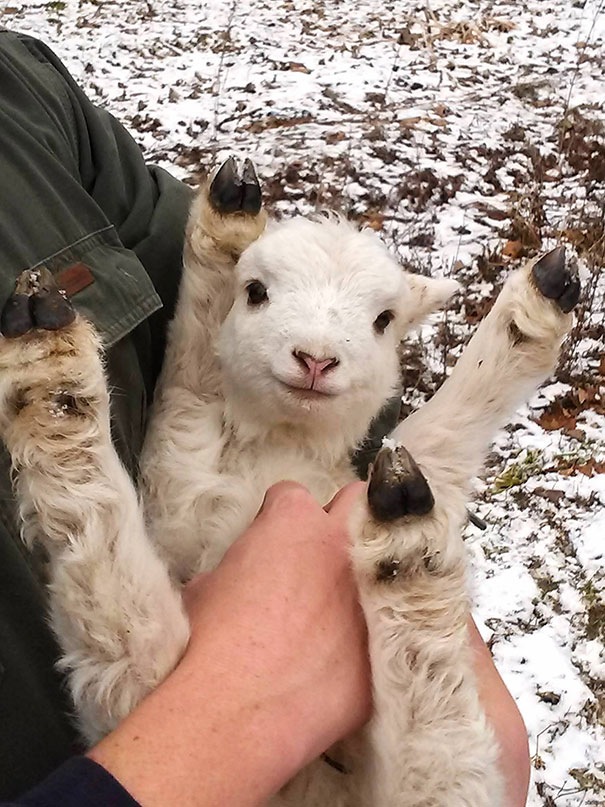 20 Animals Who Can’t Get Enough of Belly Rubs