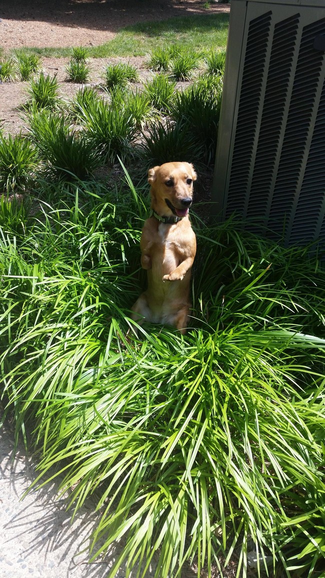 20 Adorable Pets Who Might Just Think They Are Plants. #9 Will Burst Your Laughter