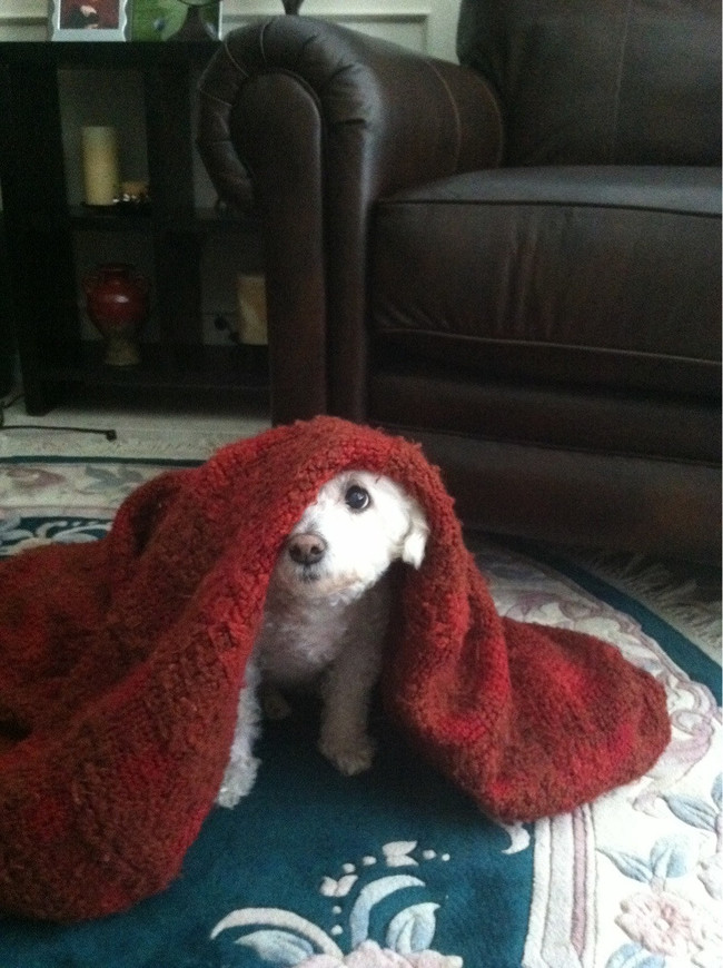 20 Silliest Reactions Of Adorable Animals During Thunderstorms