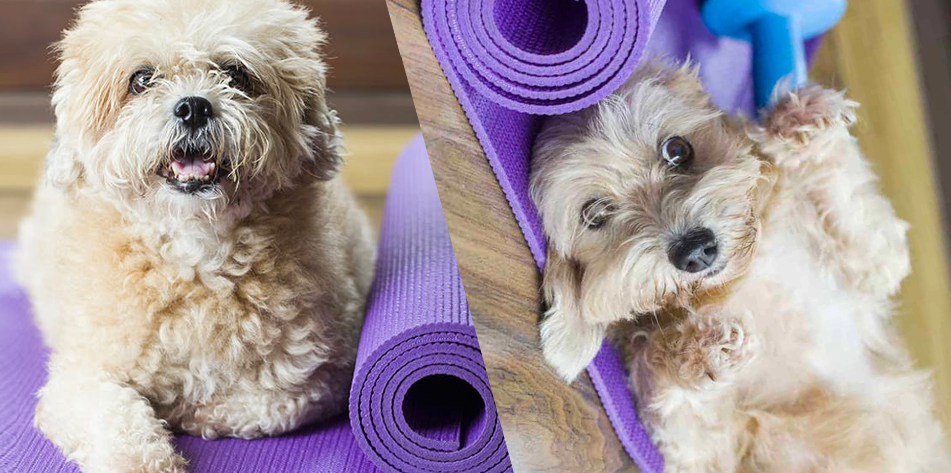 10 Warning Signs Your Dog Needs Help - TopicsYouLike