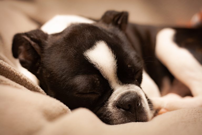 Dog’s Sleeping Positions And What They Reveal About Their Personality and Health
