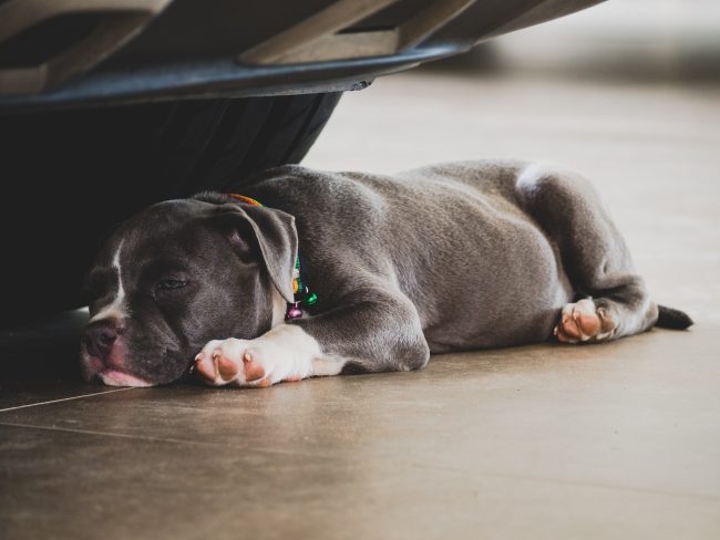 9 Dogs Sleeping Positions splooting 650x488 Dogs Sleeping Positions And What They Reveal About Their Personality and Health