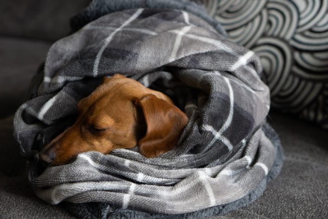 dog sleeping under blanket 650x433 Dogs Sleeping Positions And What They Reveal About Their Personality and Health