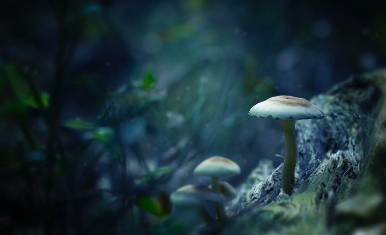 11 Dangerous Fungi and Plants: If You Ever See This, Ask for Help!