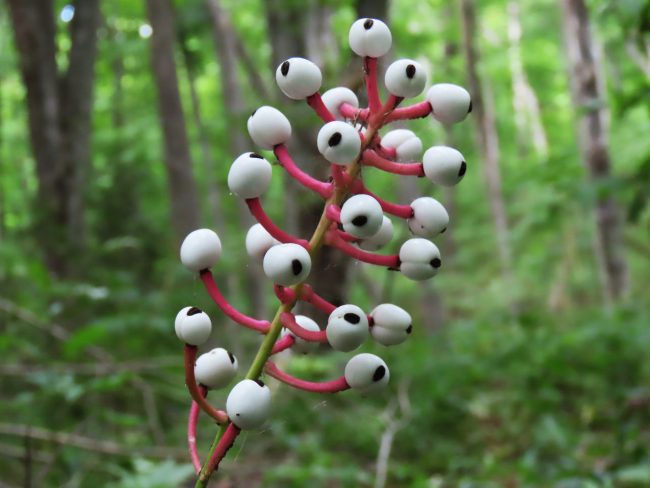 Dolls eye plant poisonous 650x488 11 Dangerous Fungi and Plants: If You Ever See This, Ask for Help!