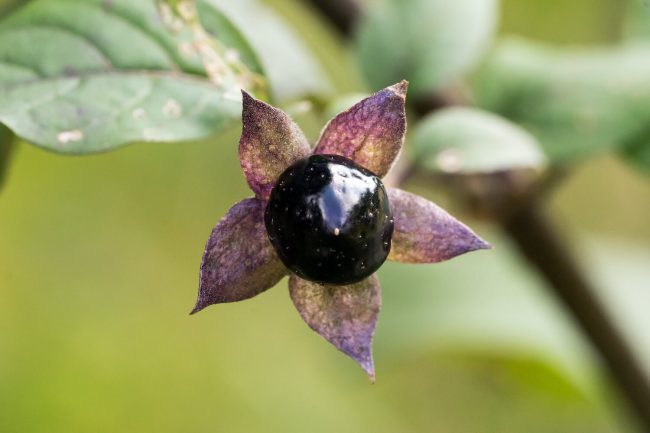 dangerous fungi and plants belladonna 650x433 11 Dangerous Fungi and Plants: If You Ever See This, Ask for Help!